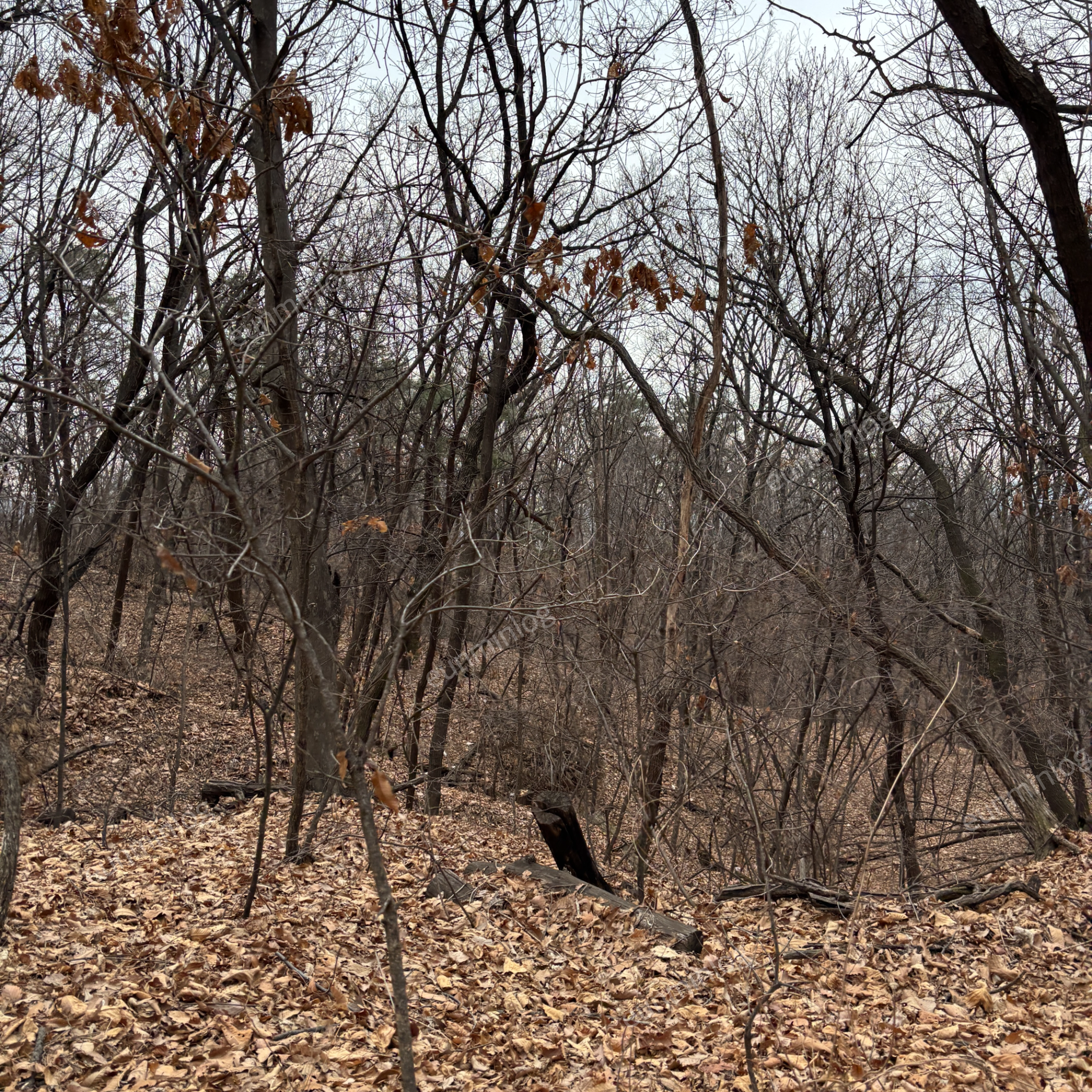 盘桥 博特得尔公园 远景