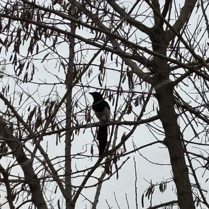 盘桥 盘桥科技公园 喜鹊筑巢