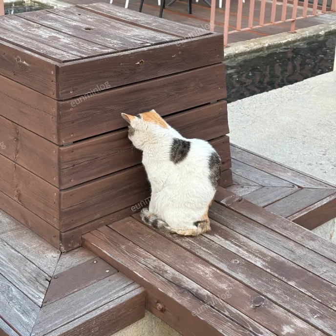 牙山 新井湖 安乐咖啡馆 猫咪