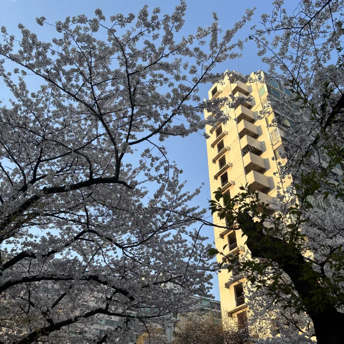 서울 잠실 벚꽃 명소 | 잠실주공5단지 아파트 벚꽃