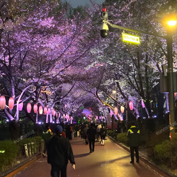 서울 잠실 벚꽃 명소 | 석촌호수공원 벚꽃