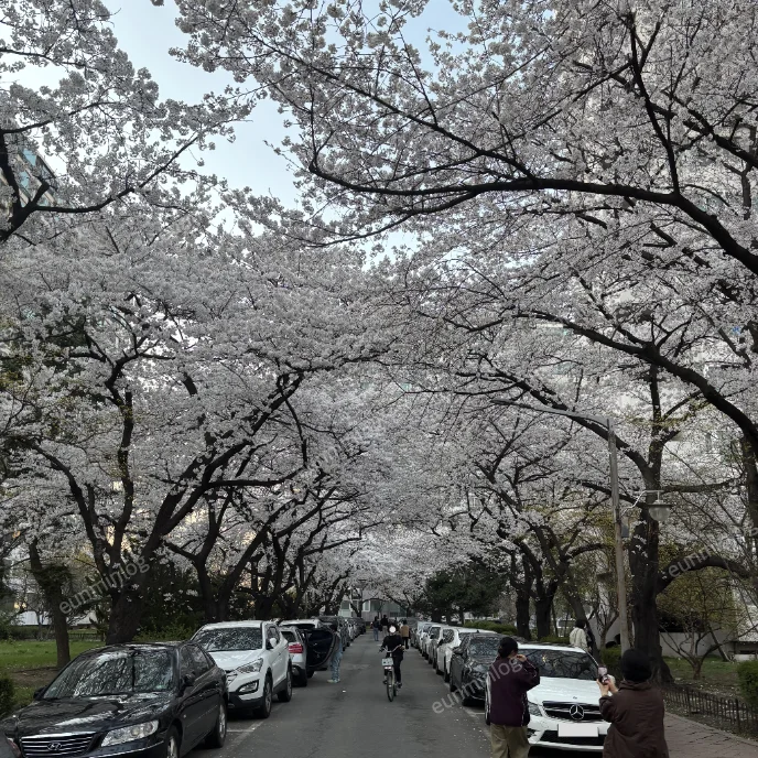 서울 잠실 벚꽃 명소 | 잠실주공5단지 아파트 벚꽃