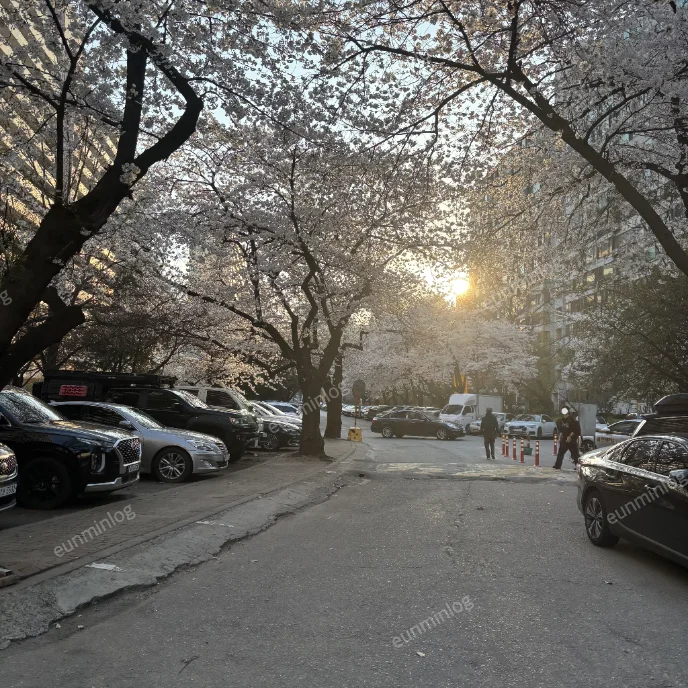 서울 잠실 벚꽃 명소 | 잠실주공5단지 아파트 벚꽃