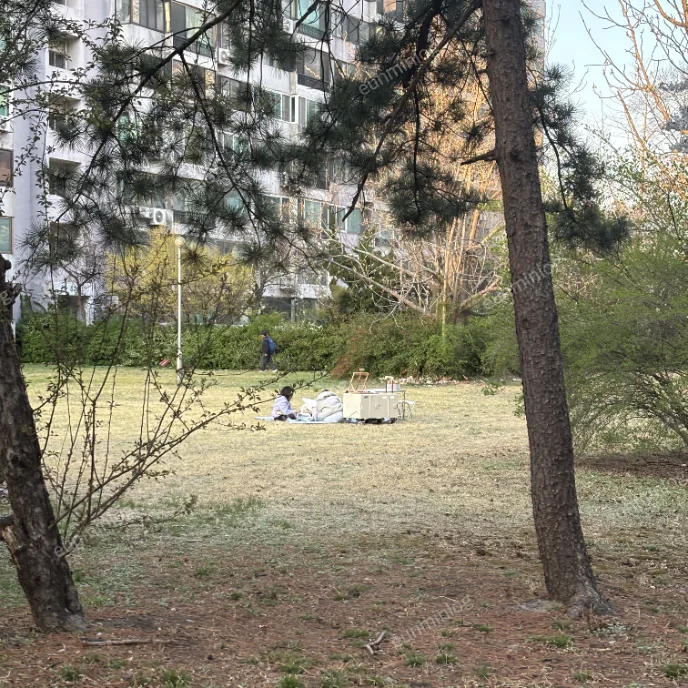 서울 잠실 벚꽃 명소 | 잠실주공5단지 아파트 벚꽃 피크닉