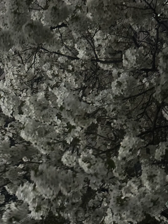 서울 잠실 벚꽃 명소 | 석촌 호수 공원 벚꽃