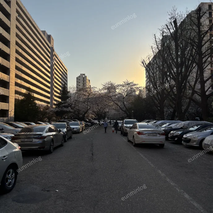 서울 잠실 벚꽃 명소 | 잠실주공5단지 아파트 벚꽃