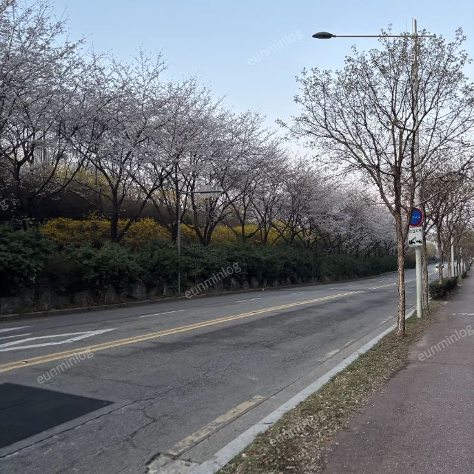 서울 잠실 벚꽃 명소 | 잠실나루역 성내천 산책길 벚꽃