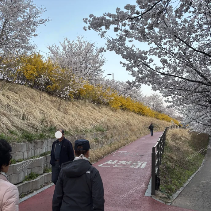 서울 잠실 벚꽃 명소 | 잠실나루역 성내천 산책길 벚꽃