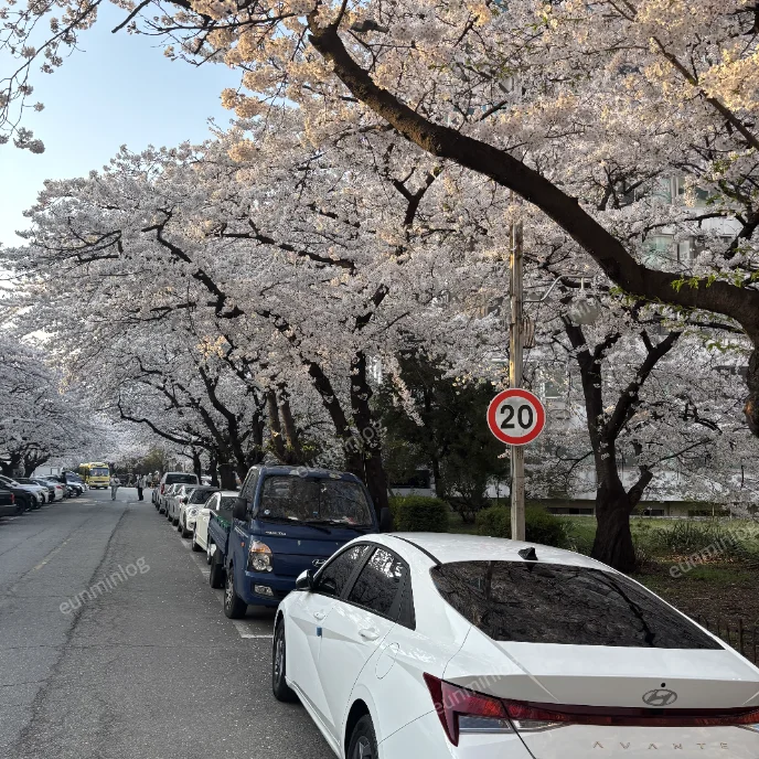 서울 잠실 벚꽃 명소 | 잠실주공5단지 아파트 벚꽃