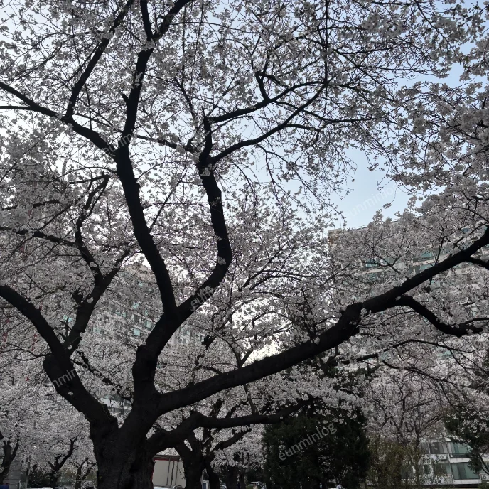 서울 잠실 벚꽃 명소 | 잠실주공5단지 아파트 벚꽃