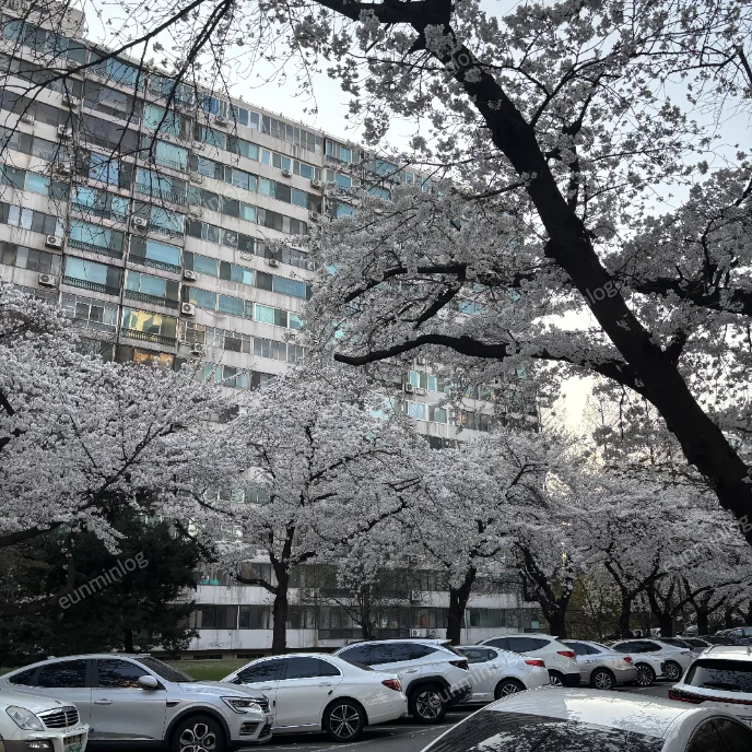 서울 잠실 벚꽃 명소 | 잠실주공5단지 아파트 벚꽃
