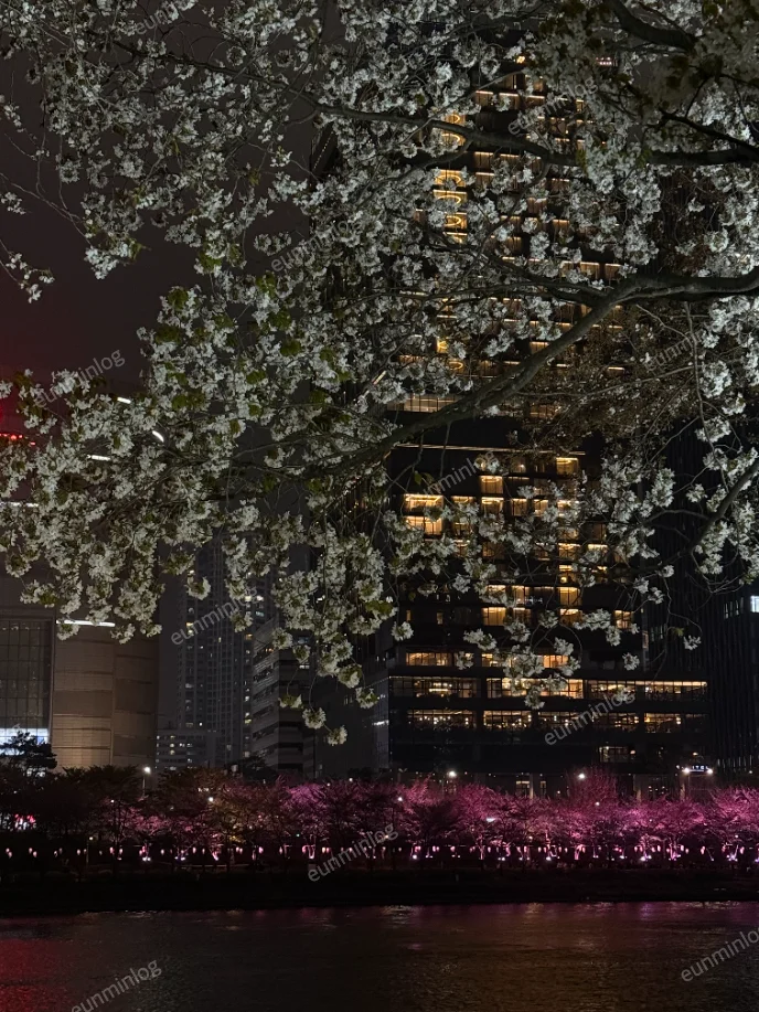 서울 잠실 벚꽃 명소 | 석촌 호수 공원 벚꽃