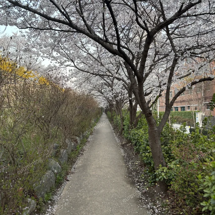 서울 잠실 벚꽃 명소 | 잠실나루역 성내천 산책길 벚꽃