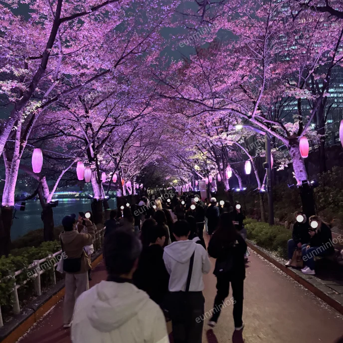 서울 잠실 벚꽃 명소 | 석촌 호수 공원 밤벚꽃 조명
