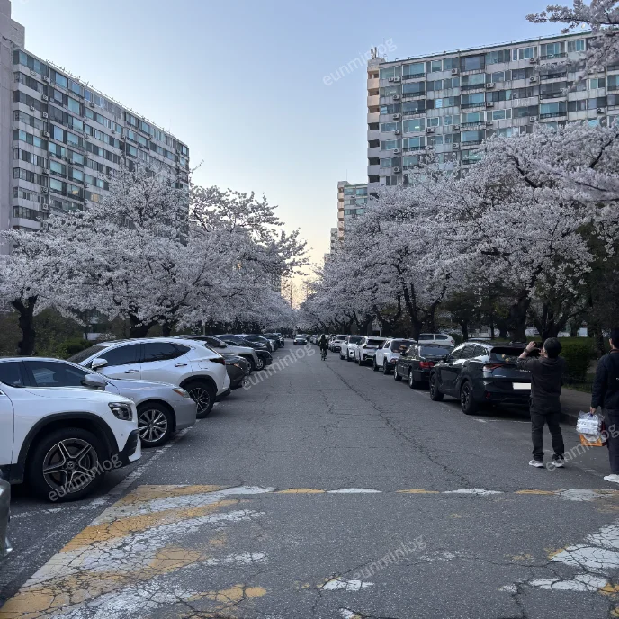 서울 잠실 벚꽃 명소 | 잠실주공5단지 아파트 벚꽃