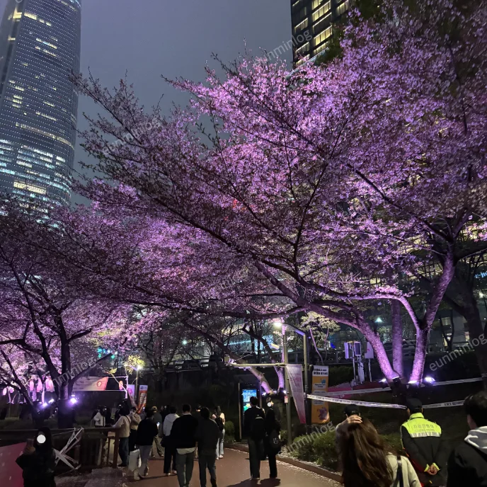 서울 잠실 벚꽃 명소 | 석촌 호수 공원 밤벚꽃 조명