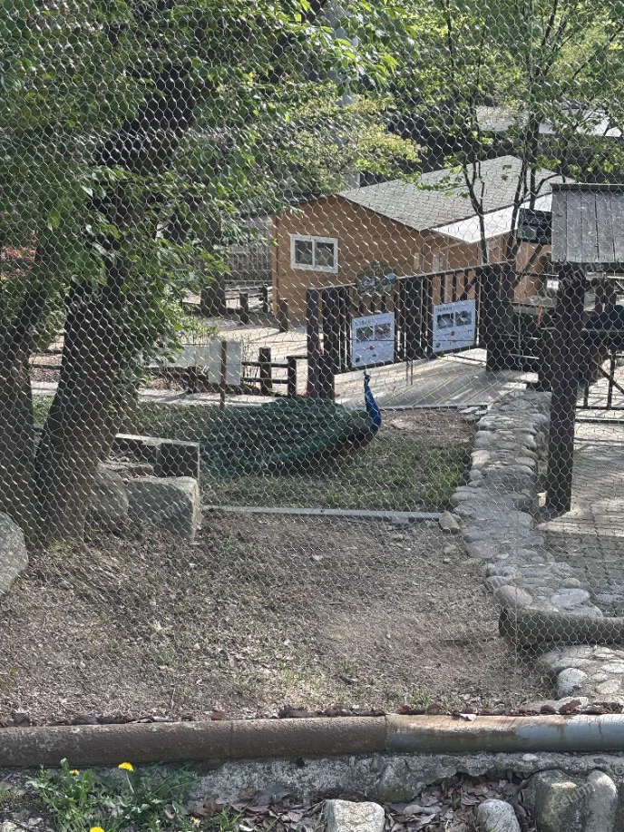 서울대공원 서울동물원 공작새