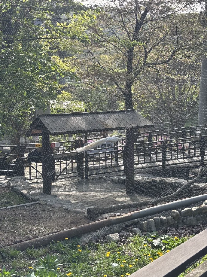 서울대공원 서울동물원 공작새